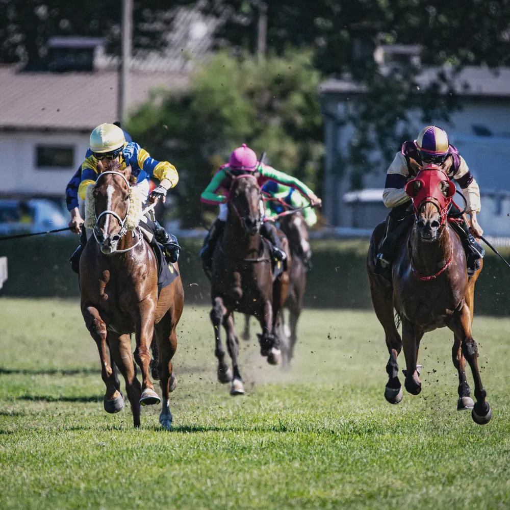 Racehorses and jockeys at full gallop